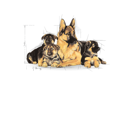 shn-starter-pos-2012-emblematic-pets-pictures-ma-sta-shn-illustr