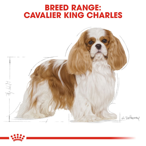 bhn-cavalierkingcharles-cv-eretailkit-1