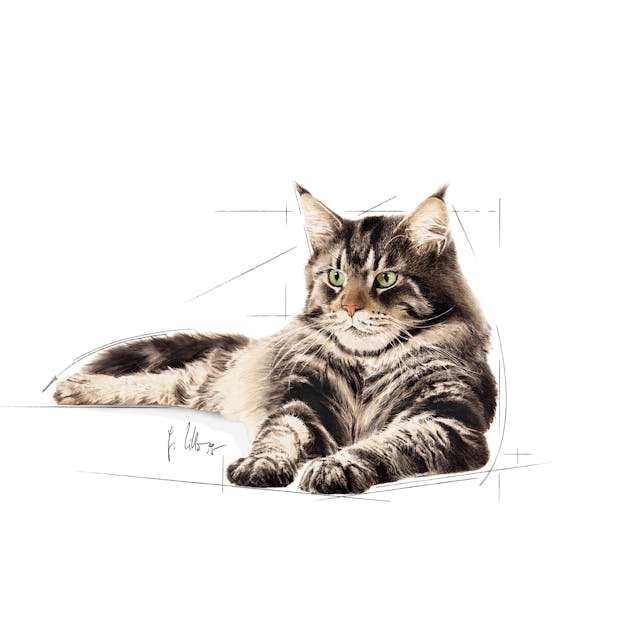 maine-coon-ad-illustr16-fbnw.jfif